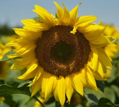 Sunflower Bees Stock Photos