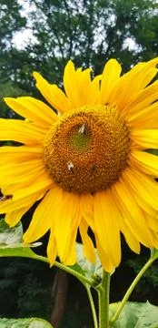 Sunflower with bees 스톡 사진