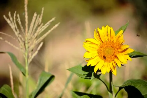 Sunflower with bees in summer. Stock Photos