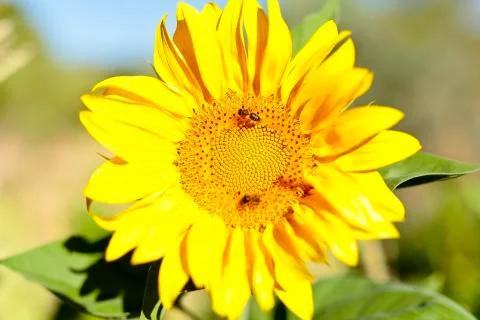 Sunflower with bees in summer. Stock Photos