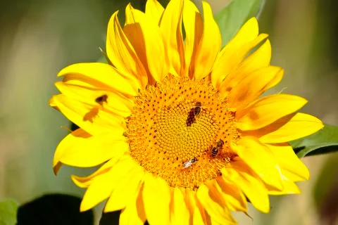 Sunflower with bees in summer. Stock Photos