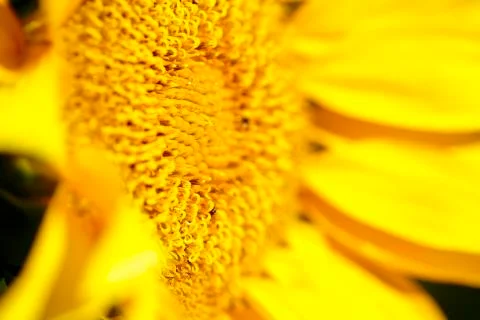 Sunflower with bees in summer. Stock Photos
