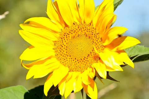 Sunflower with bees in summer. Stock Photos