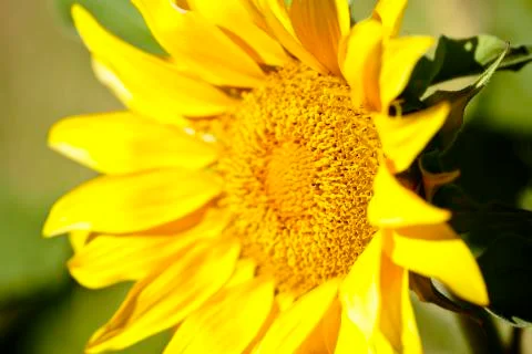 Sunflower with bees in summer. Stock Photos