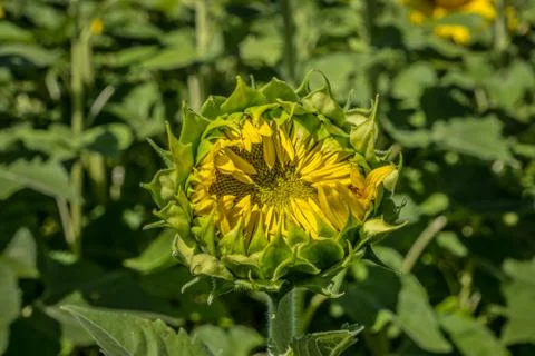 Sunflower beginning to open Stock Photos