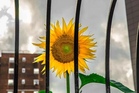 Sunflower Behind Bars Stock Photos