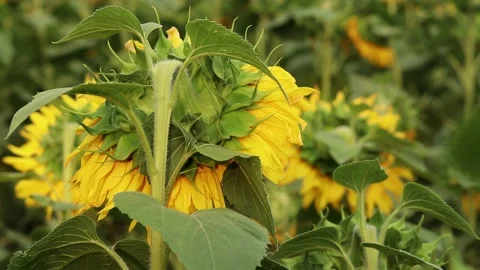 Sunflower from behind on a blurred green background Video stock 343403626