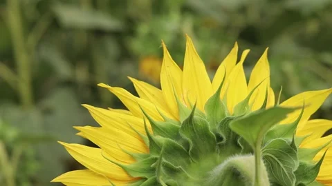 Sunflower from behind on a blurred green background Video stock 343403693