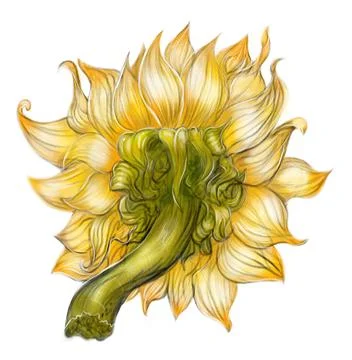 Sunflower behind isolated on white. digital illustration Ilustración de archivo