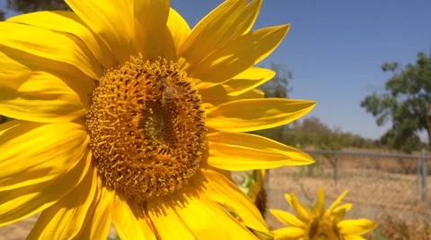 Sunflower being pollinated by bees. Stock Footage 41436209