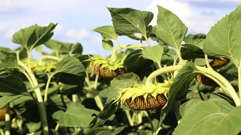 A sunflower bent under its own weight in late summer Vídeos de archivo 345042944
