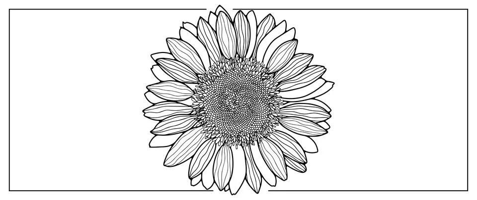 Sunflower black and white vector illustration. Stock Illustration