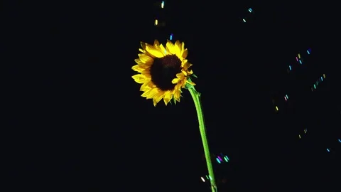 Sunflower in black background and bubbles Stock Footage 82165781