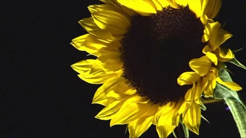Sunflower in black background and bubbles Stock Footage 82167425