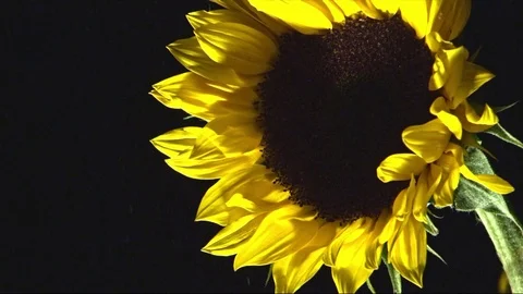 Sunflower in black background and bubbles Stock Footage 82167721