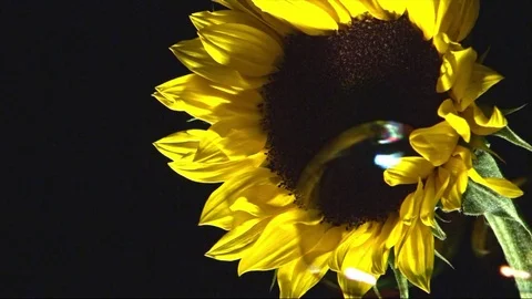 Sunflower in black background and bubbles Stock Footage 82168253