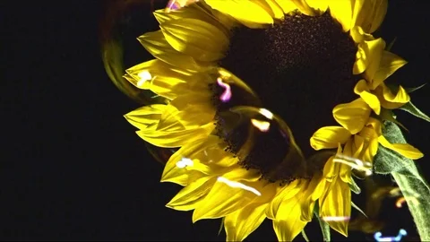 Sunflower in black background and bubbles Stock Footage 82168835