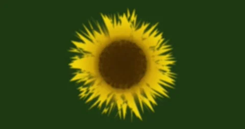 Sunflower on Black Background Stock Footage 313685023