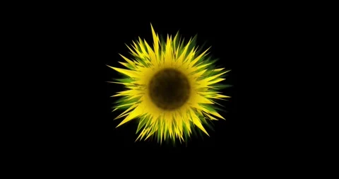 Sunflower on Black Background Stock Footage 313719476