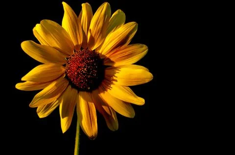 Sunflower with a black background Stock Photos