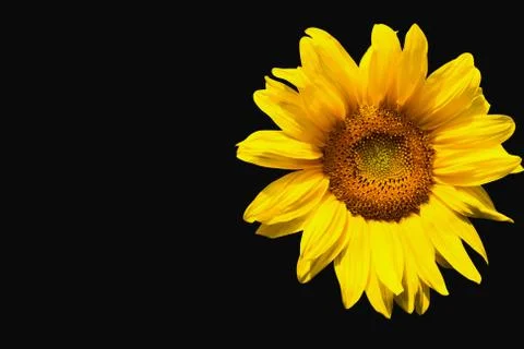 Sunflower on black background Stock Photos