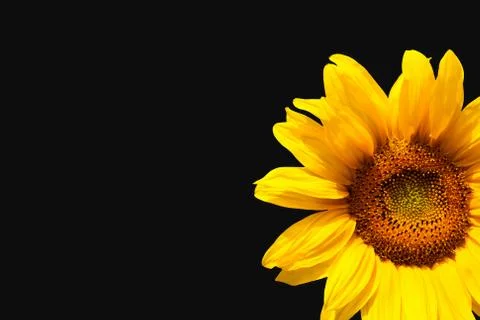 Sunflower on black background Stock Photos