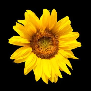 Sunflower on black background Stock Photos
