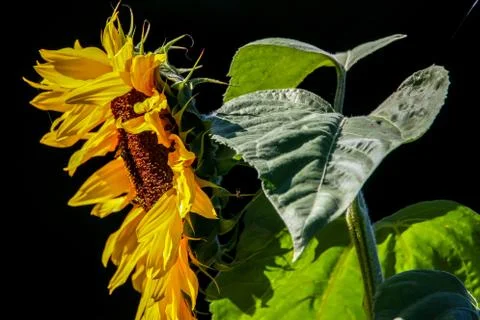 Sunflower on the black background Stock Photos