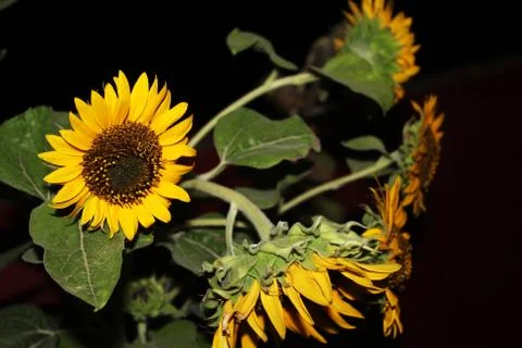 Sunflower in black background. Stock Photos
