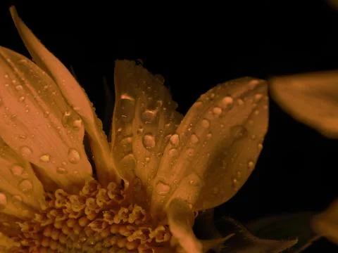 Sunflower on black background Stock Photos