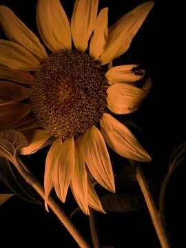 Sunflower on black background Stock Photos