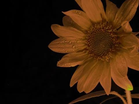 Sunflower on black background Stock Photos