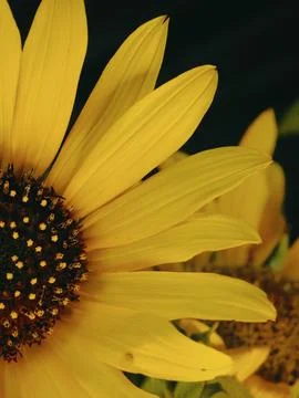 Sunflower on black background Foto stock