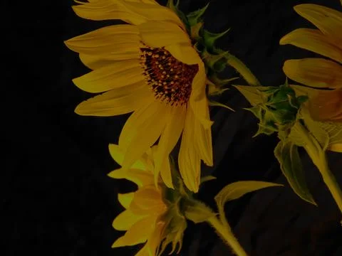 Sunflower on black background Stock Photos