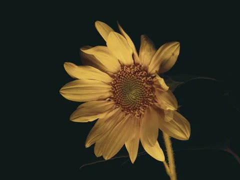 Sunflower on black background Foto stock
