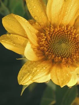 Sunflower on black background Stock Photos