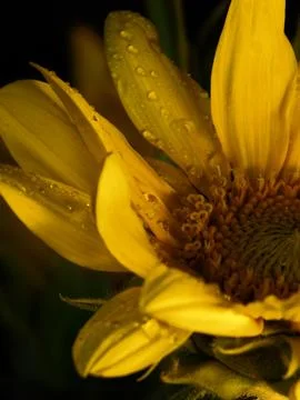 Sunflower on black background Stock Photos
