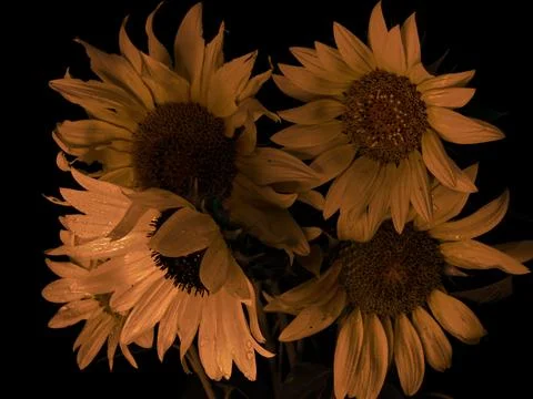 Sunflower on black background Stock Photos