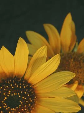 Sunflower on black background Stock Photos