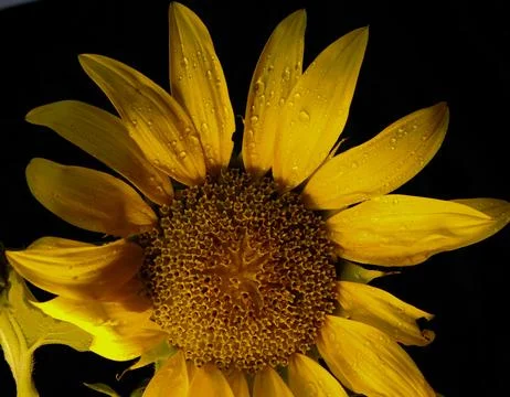 Sunflower on black background Stock Photos