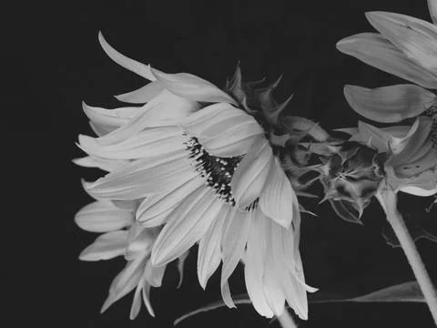 Sunflower on black background Foto stock