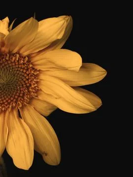 Sunflower on black background Stock Photos