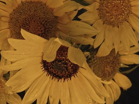 Sunflower on black background Stock Photos