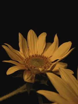 Sunflower on black background Stock Photos