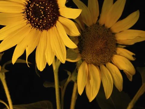 Sunflower on black background Stock Photos