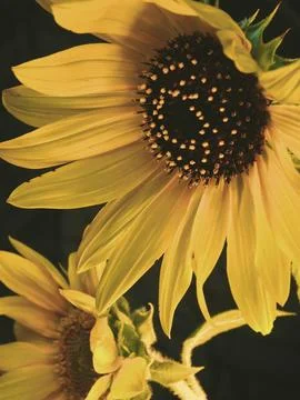 Sunflower on black background Foto stock