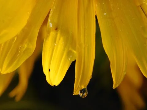 Sunflower on black background Stock Photos