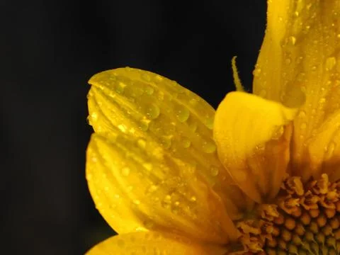 Sunflower on black background Stock Photos