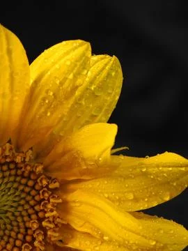 Sunflower on black background Stock Photos