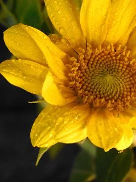 Sunflower on black background Foto stock